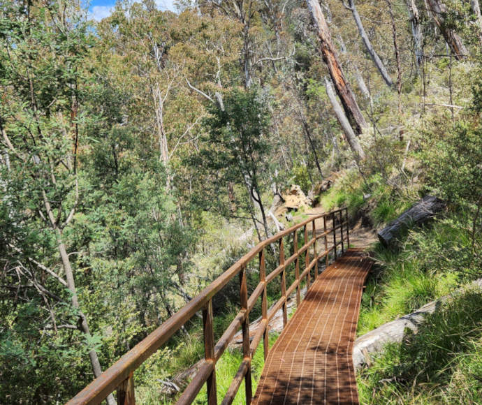 Russet metal footbridge over long, bright green grass on a steep hillside with slender gums growing around at a slant.