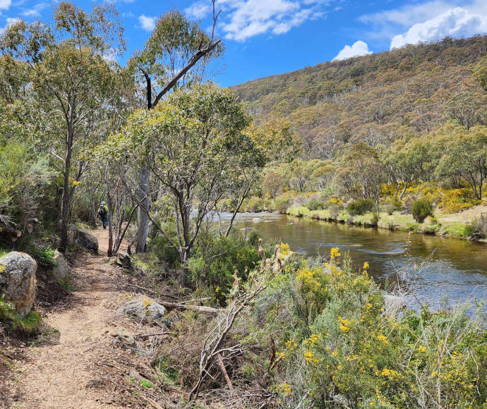 Dirt path by a narrow river with a hiker in a fluorescent yellow jacket walking in the distance. The river has bright wattle, slender gums and long green grass growing on its banks.