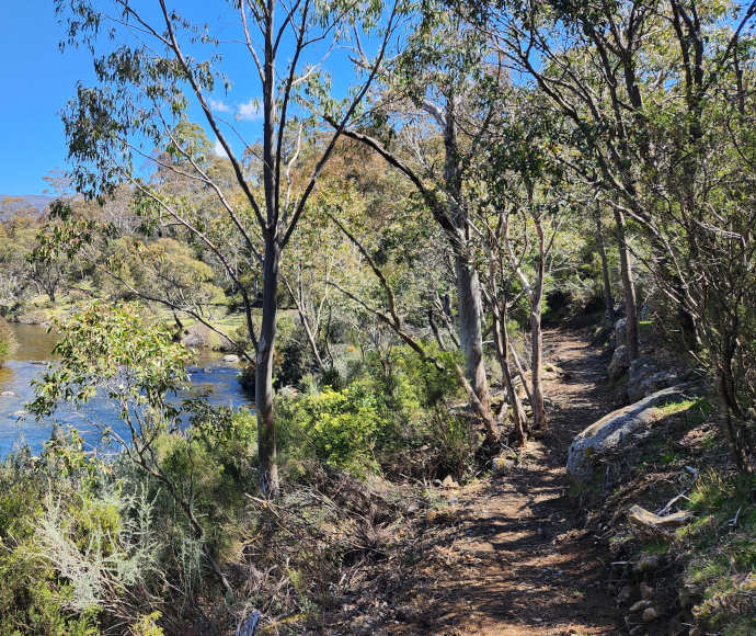 A narrow dirt path shaded by slender gums along the bank of a river with thick brush and boulders by the path