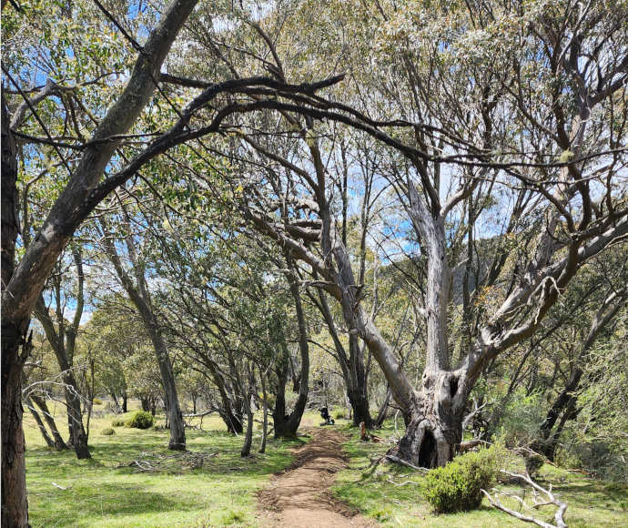 A dirt path through a green-grassed clearing, passing a gnarled tree with a wide hollow at its base and in one of its knots, with many other slender trees all around