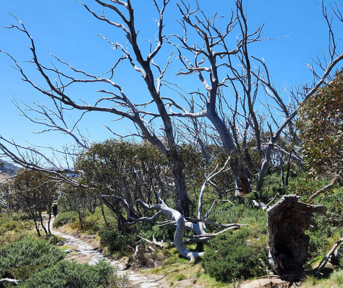 An even stone path passes under bare, white, leafless gumtrees with dense low-lying shrub and a hiker just visible in the distance.