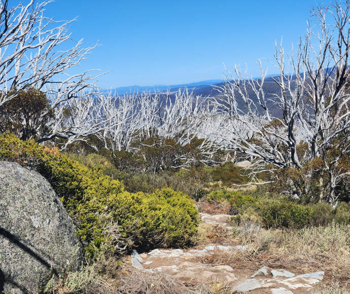 A densely shrubbed and rocky high vantage point overlooking green valleys and distant blue mountains through a net of long, white, gnarled bare trees.