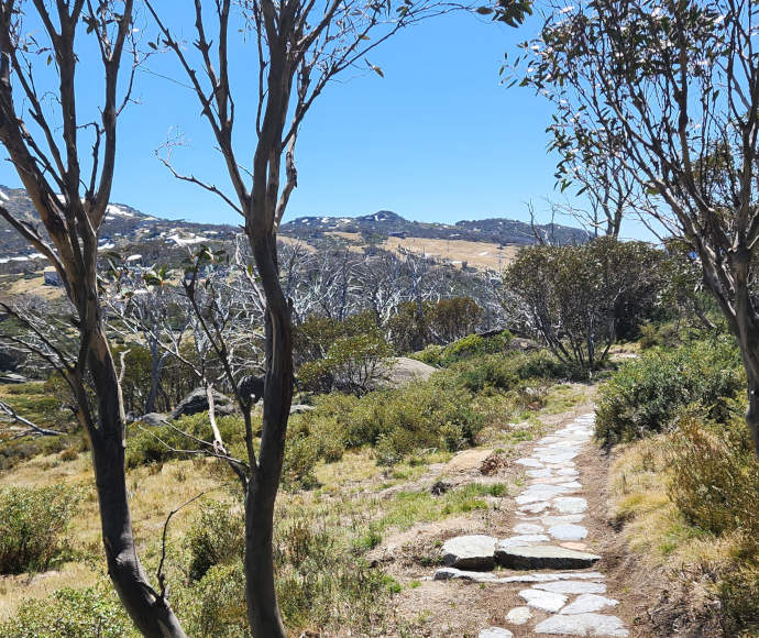 An even stone path passing through a densely shrubbed area with bare white trees and slender gums, and patches of snow on the bare hills in the distance.