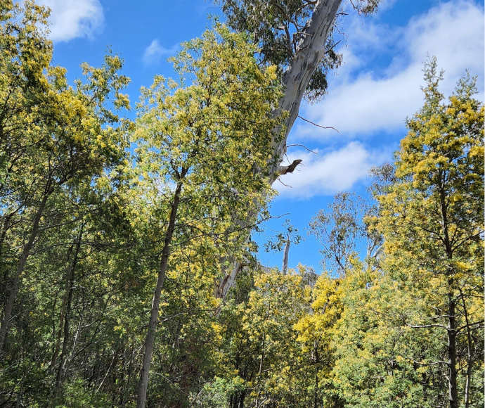 A forest of tall slender trees covered in small yellow flowers