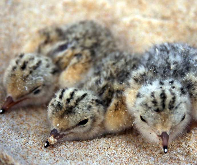 Three fluffy little tern chicks lie close together on sandy ground. Their downy feathers have specks of white, blending with the soft, warm sand around them.