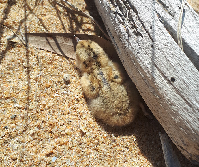 A fluffy, camouflaged little tern chick rests in sandy terrain, near a piece of driftwood. Its downy feathers blend with the earthy tones around it.