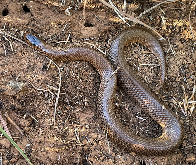 A Little whip snake with shiny scales is coiled on dry, reddish-brown earth, surrounded by scattered twigs and grass, conveying a natural and earthy setting.