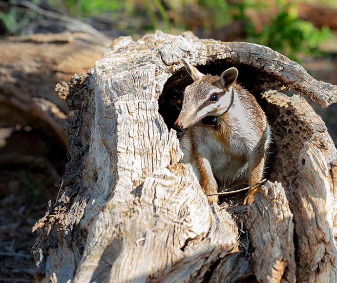 "A reintroduced male numbat at Mallee Cliffs, wearing a radio-tracking collar, perched on a tree branch with a backdrop of leaves and bark.