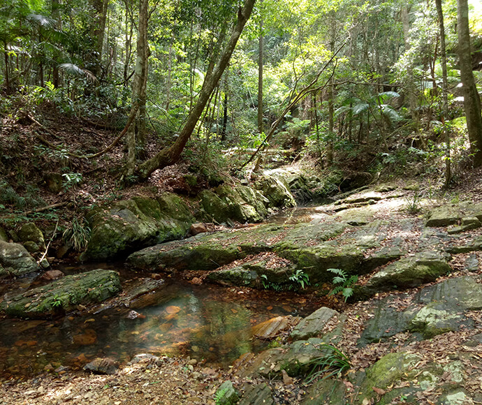 View of the lush rainforest in Nightcap National Park, part of the Tweed Byron Hinterland, with dense foliage and sunlight filtering through the trees.