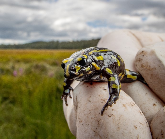 A person wearing white cotton gloves in gently holds a bright yellow and black frog