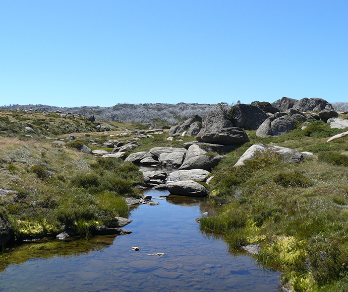 A view of Perisher wallaby-grass (Rytidosperma vickeryae) in its natural habitat at Betts Creek, with a clear stream flowing between rocks and grass, surrounded by diverse native vegetation and rolling hills in the background, highlighting the ecological significance of this threatened species.