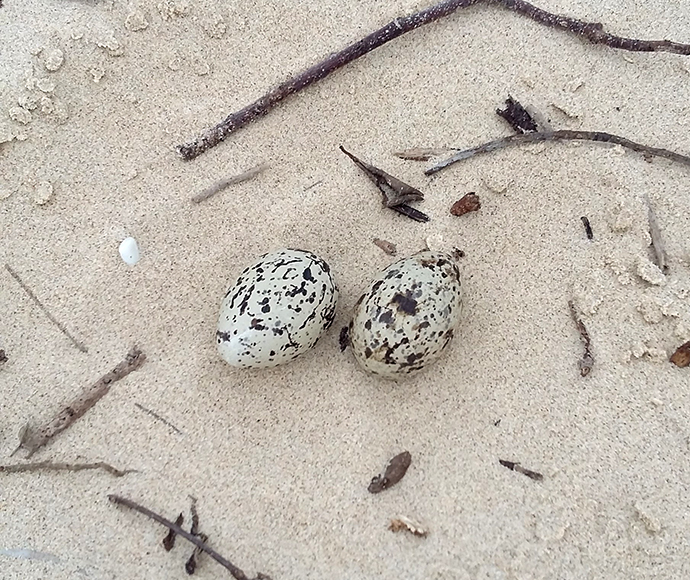 Two speckled pied oystercatcher eggs resting on sandy ground, surrounded by small twigs and scattered debris, conveying a natural, serene outdoor scene.