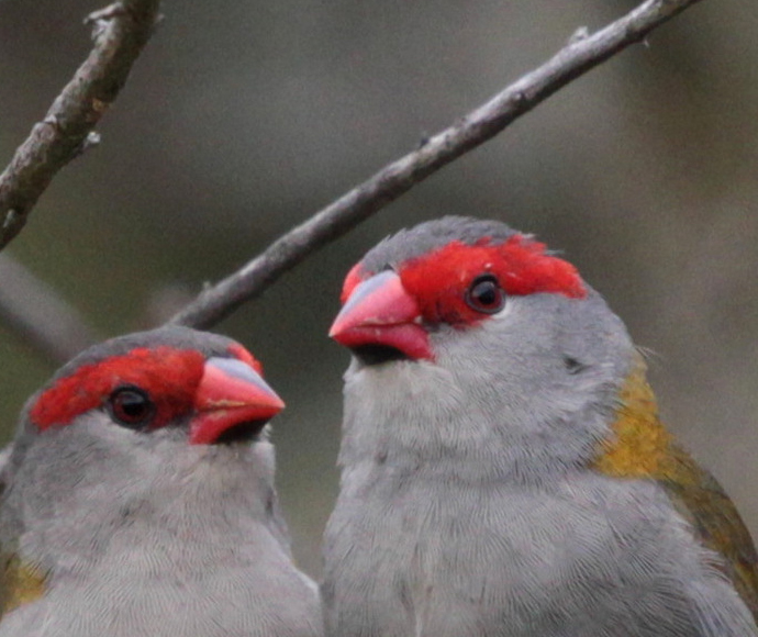 Two small birds, both with red faces and grey bodies, perch closely on a branch. Their vivid markings add a lively contrast against a muted background.