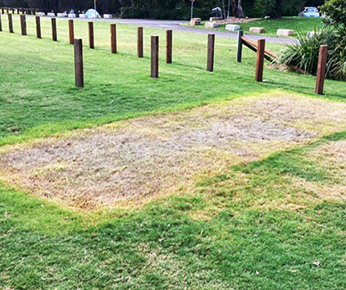 The image shows a scenic campground at Bonnie Vale in the Royal National Park. The foreground features freshly laid turf, vibrant and green. In the background, there are tall trees providing shade, with a peaceful and inviting atmosphere for campers. There is no visible sky in the image.