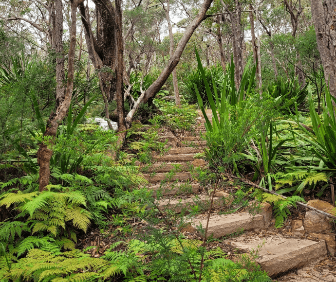 Brown sandstone steps ascending up through green bushland. 