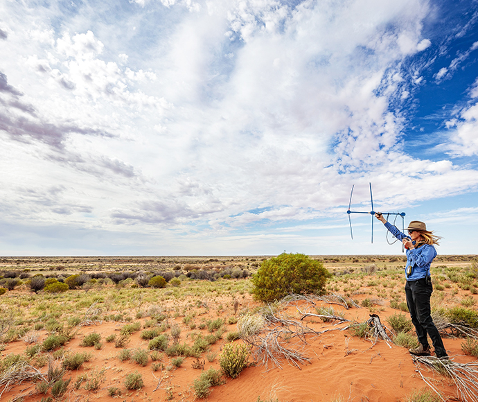 Dr Katherine Moseby uses device to track tagged bilbies (Macrotis) after they are released