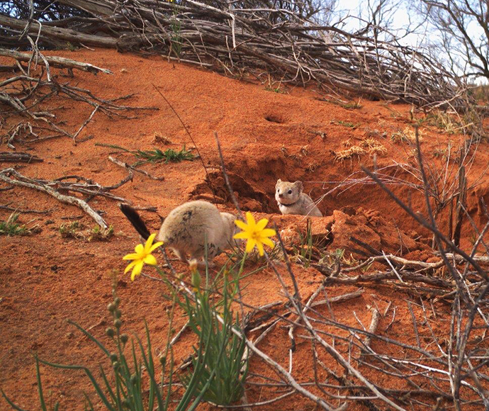 "Two small crest-tailed mulgaras, are seen on a reddish sandy terrain. One is partially hidden behind yellow flowers in the foreground, while the other is peeking out from a burrow. The background includes dry branches and sparse vegetation, suggesting an arid environment.