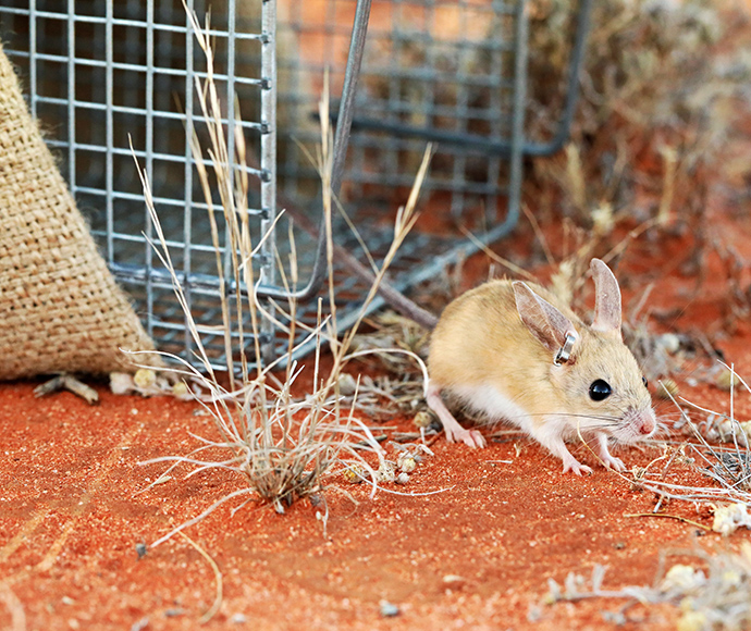 Dusky hopping mouse being released from a cage onto red soil.