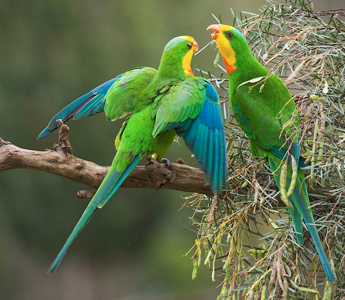 Two vibrant green superb parrots with yellow and orange markings interact energetically on a branch, surrounded by foliage, conveying a lively, natural scene.