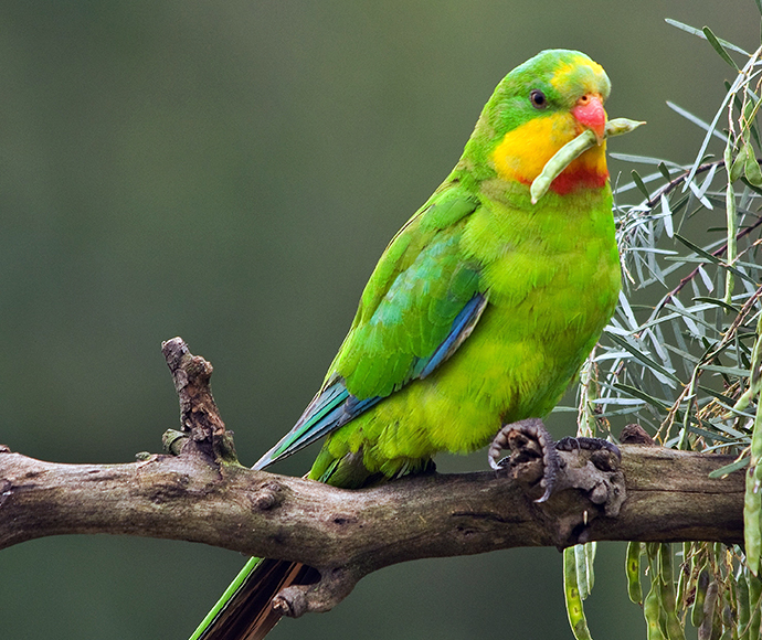 A superb parrot (Polytelis swainsonii) juvenile male perched on a tree branch