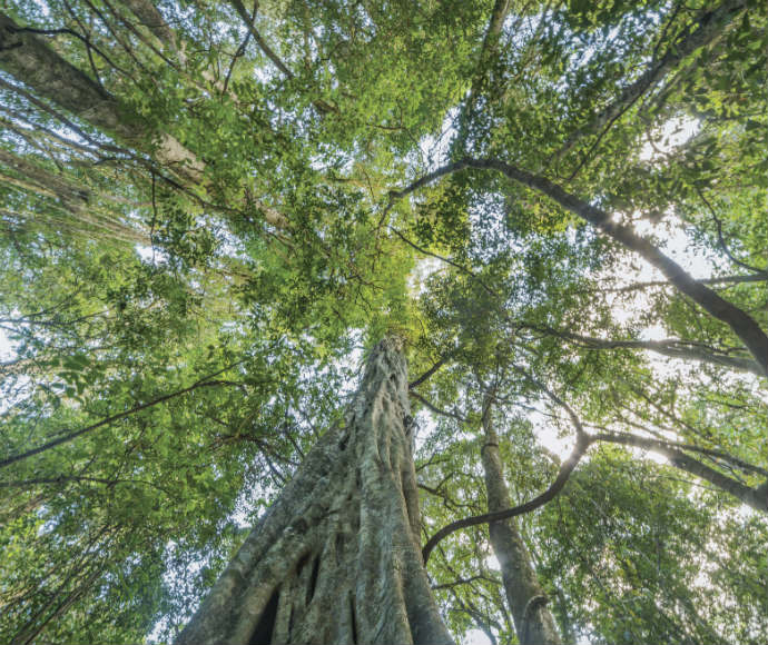 A perspective view of the lush green trees on the walking track in Tooloom National Park. The trees are a vibrant shade of green, with long light coloured trunks. The sunlight filters through the trees creating a mesmerising view.