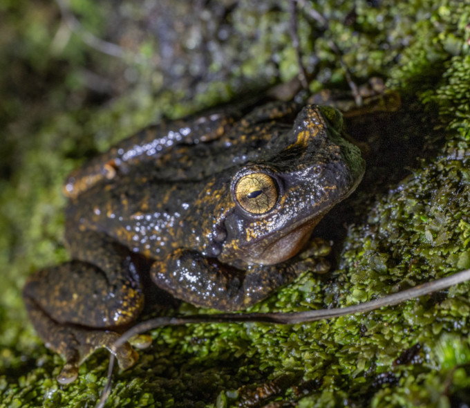 Small dark brown frog with mottled golden skin sitting on bright green moss. The frog is facing towards the camera with a gold-coloured eye and black crescent-shaped pupil 