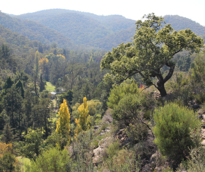 Lookout view from Wombeyan Karst Conservation Reserve. The view consists of trees and bushes of varying sizes in the foreground, which are various shades of green and mustard yellow. The trees stretch into the background as the mountainous terrain becomes more striking. The sun shines throughout the scene, and the mountains slope dramatically in the far background.