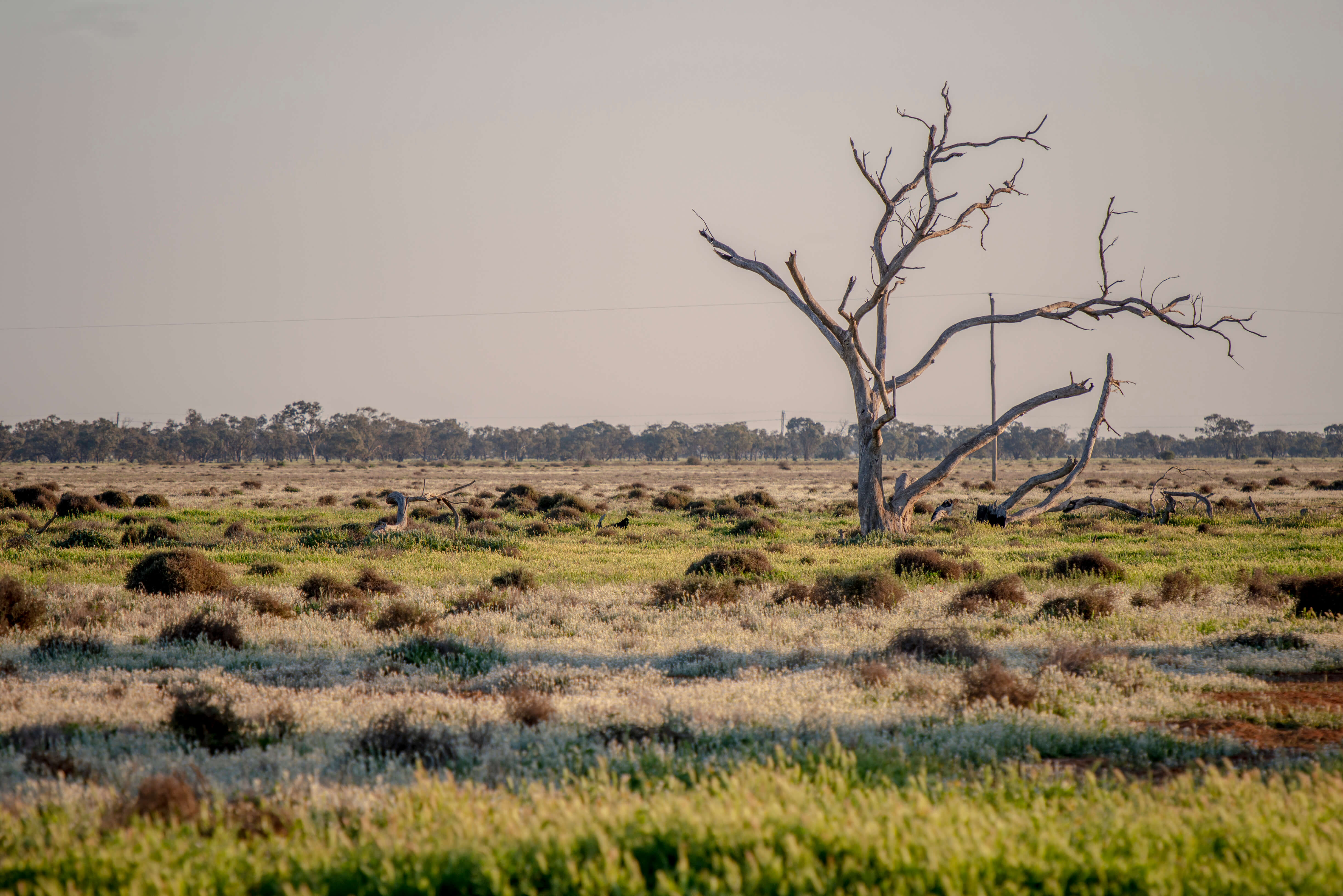 A vast, flat landscape features a dry, leafless tree standing amidst green and white low shrubs. The sky is clear, evoking a serene, barren atmosphere.