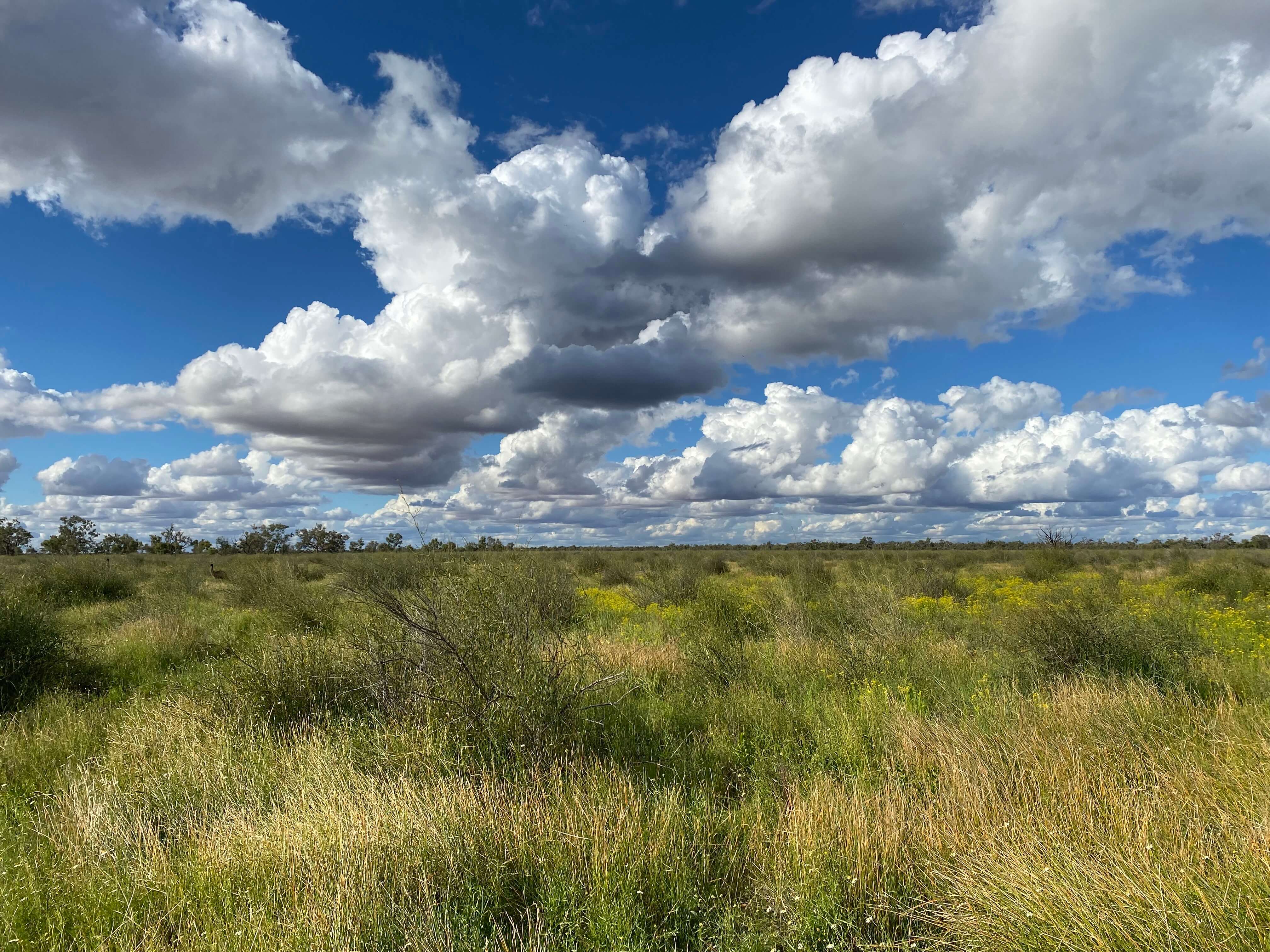 Scenic landscape of a vast grassy field under a bright blue sky filled with large, fluffy clouds. The scene conveys a sense of openness and tranquillity.