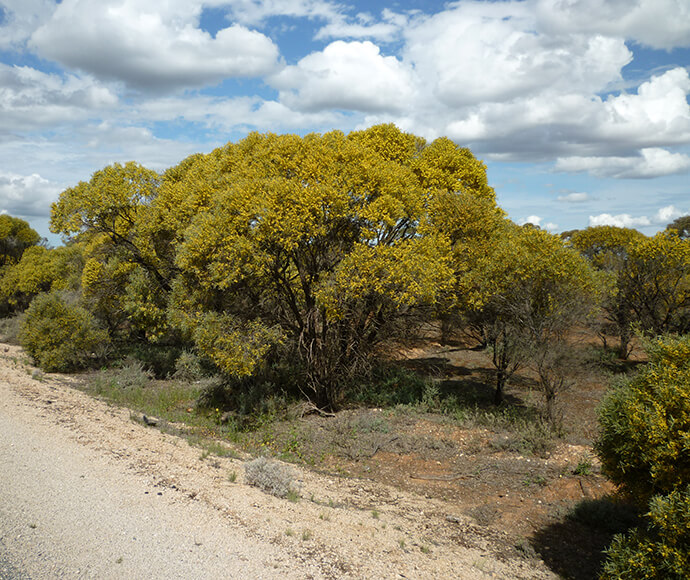 "Yarran (Acacia melvillei) shrubland in the Riverina and Murray-Darling Depression bioregions, featuring dense clusters of yellowish-green trees under a partly cloudy sky with dry, patchy ground.