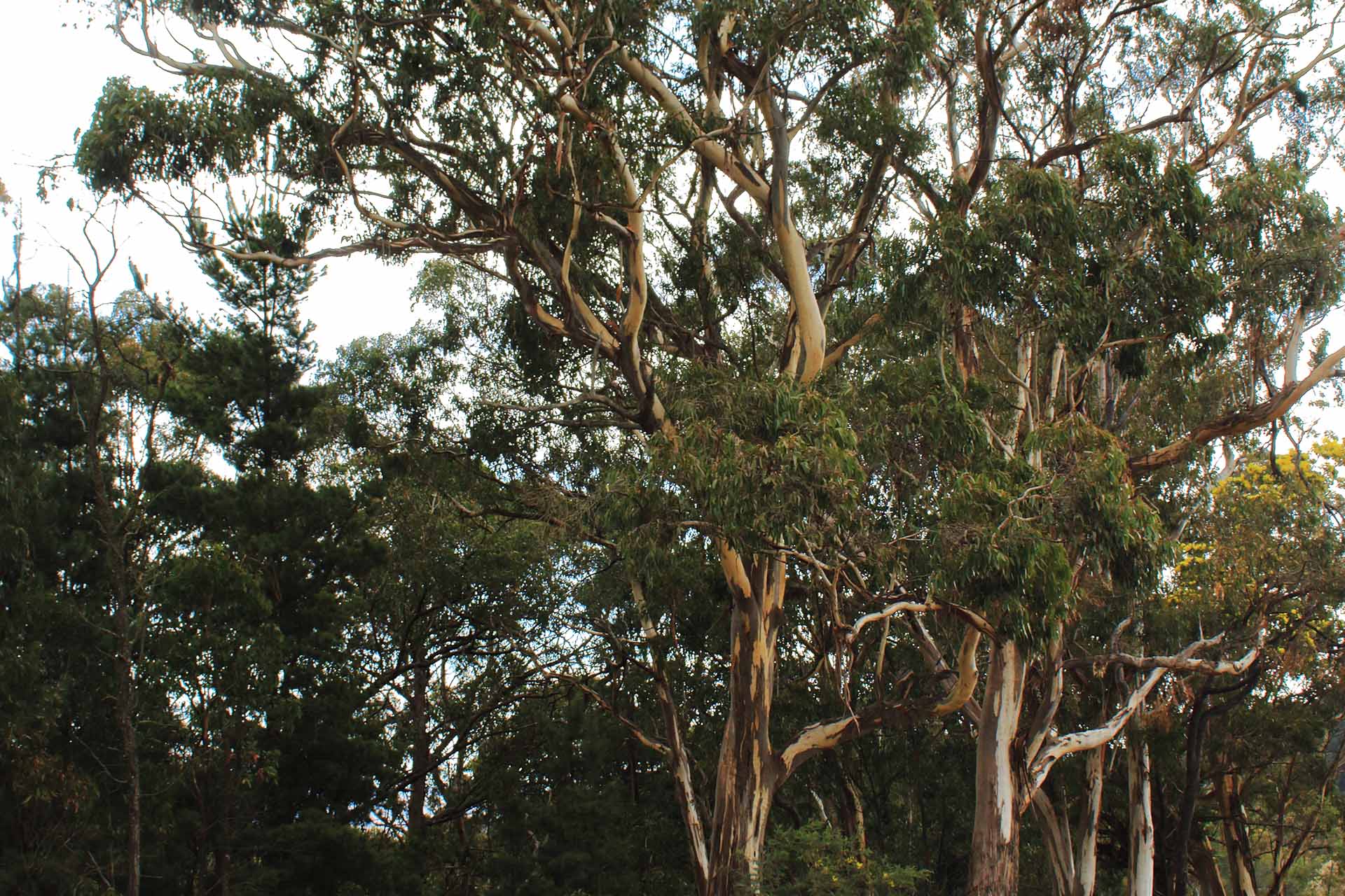 A eucalypt with dark green lives and stringy bark