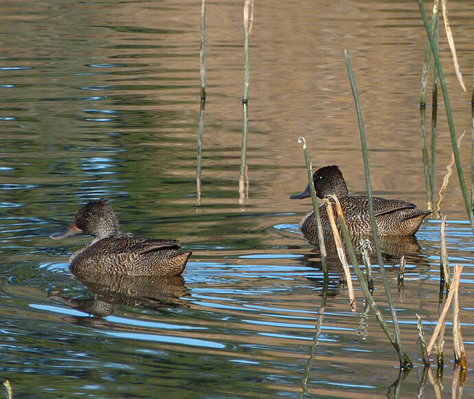 The image shows two ducks swimming in a body of water. The water has some reeds or tall grasses growing in it, and the ducks are navigating through these plants. The ducks have a brownish coloration with some darker markings, and they are both facing to the right side of the image. The water reflects the ducks and the surrounding environment, creating a serene and natural scene.