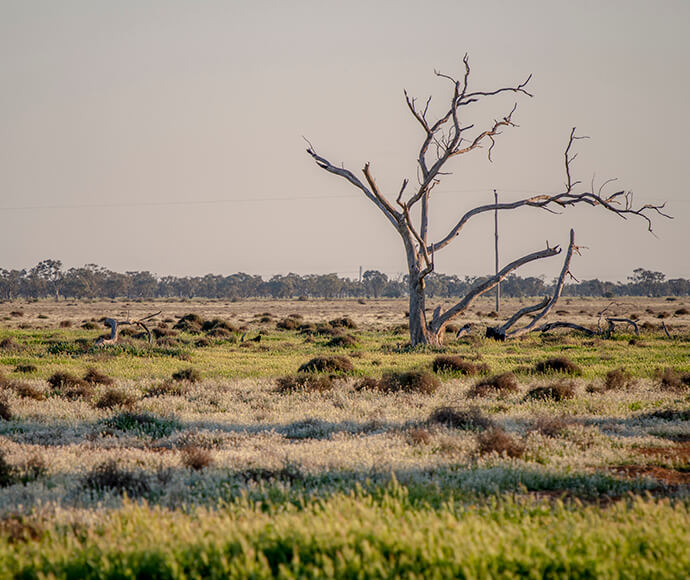 The image shows a vast, open landscape with a dry, barren tree standing prominently in the center. The ground is covered with low-lying vegetation, which appears to be a mix of green and white plants. In the background, there is a line of trees or shrubs along the horizon. The sky is clear, and there is a sense of desolation and natural beauty in the scene.