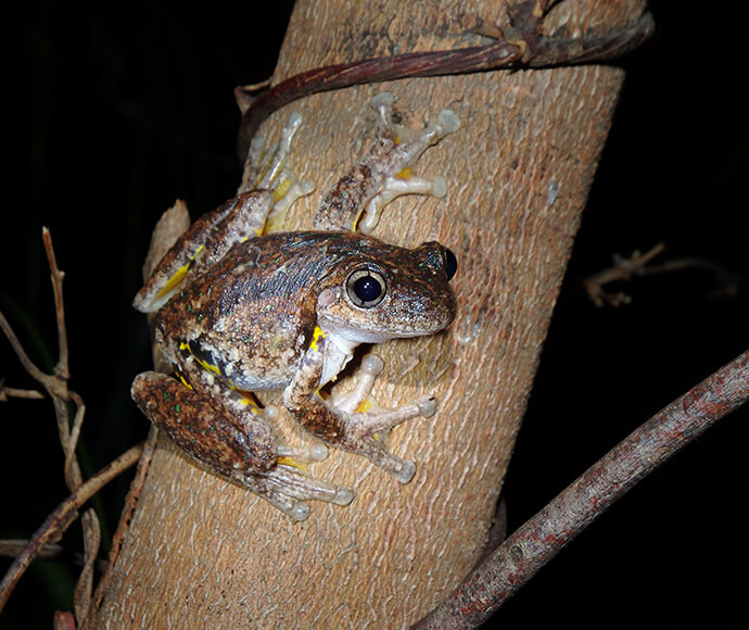 A brown frog with yellow markings clings to a tree trunk at night. Its textured skin and large eyes are highlighted, conveying a sense of alertness.