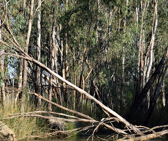 A dense forest with numerous tall eucalyptus trees. Several fallen branches and trunks are scattered across the forest floor, some of which are leaning against standing trees. The ground is covered with grass and other vegetation, and there's a body of water in the foreground, suggesting a wetland or swampy area.