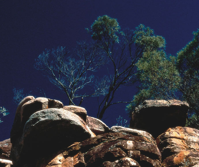 Looking toward sky at rocks and tree, Weddin Mountains National Park