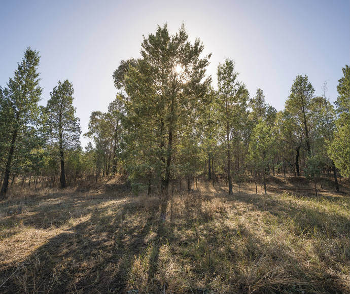 White cypress pine trees (Callitris glaucophylla) in Pomingalarna Reserve, Wagga Wagga. The image shows a forested area with sunlight filtering through the dense foliage of the pine trees, casting long shadows on the ground covered with dry grass and underbrush.