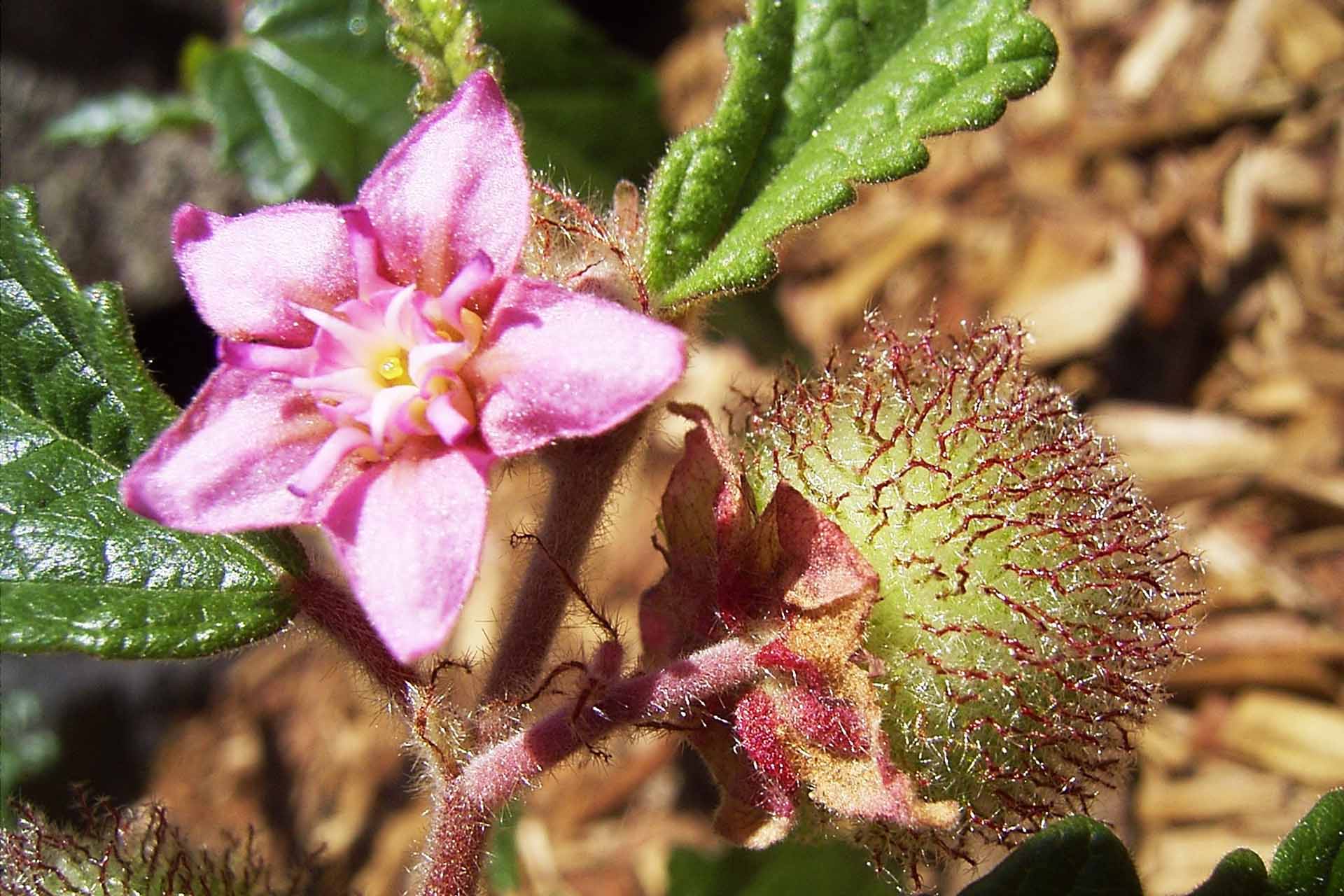 A star shaped pink flower and a spiky seed pod