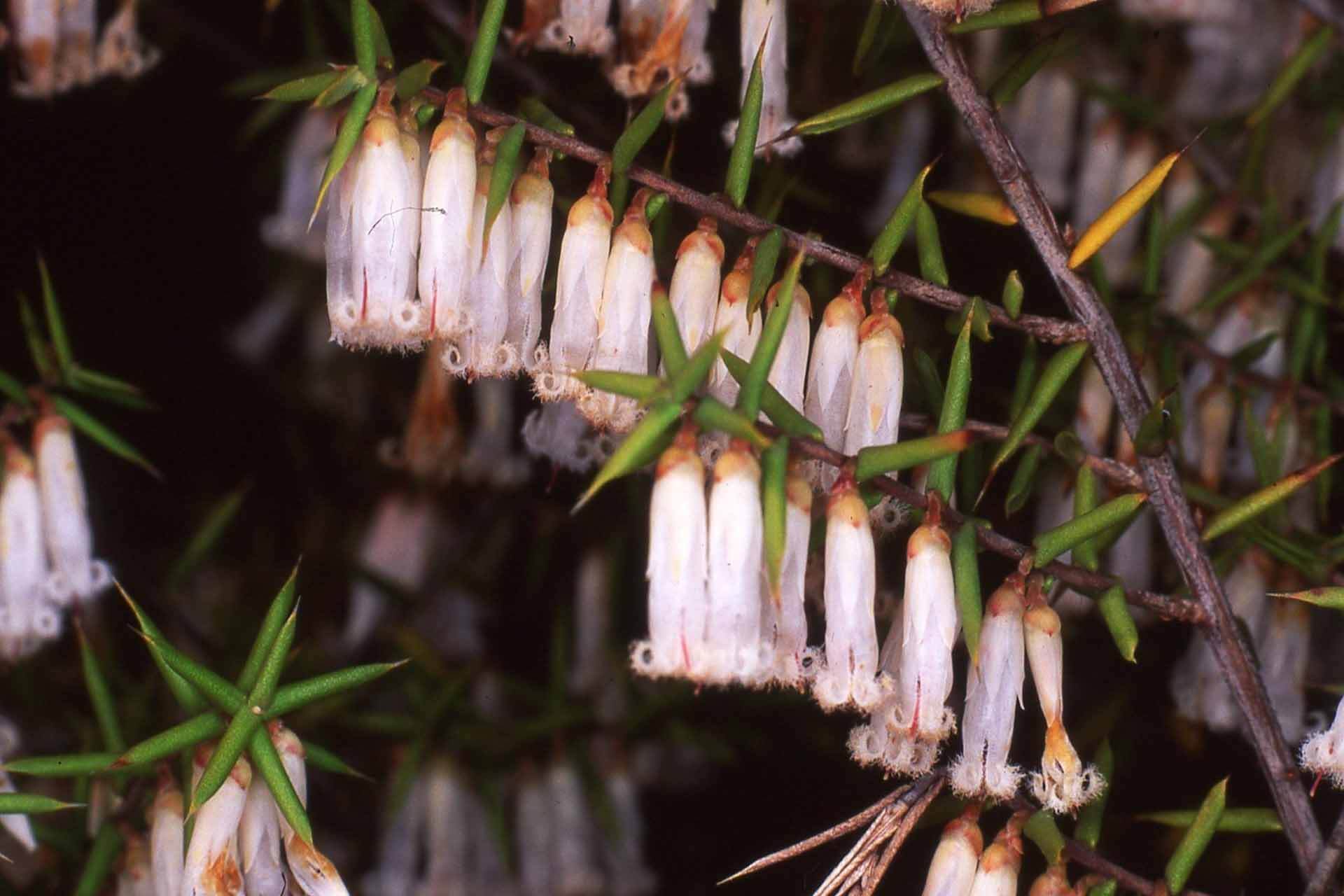 White bell-shaped flowers dangling in a line from a branch