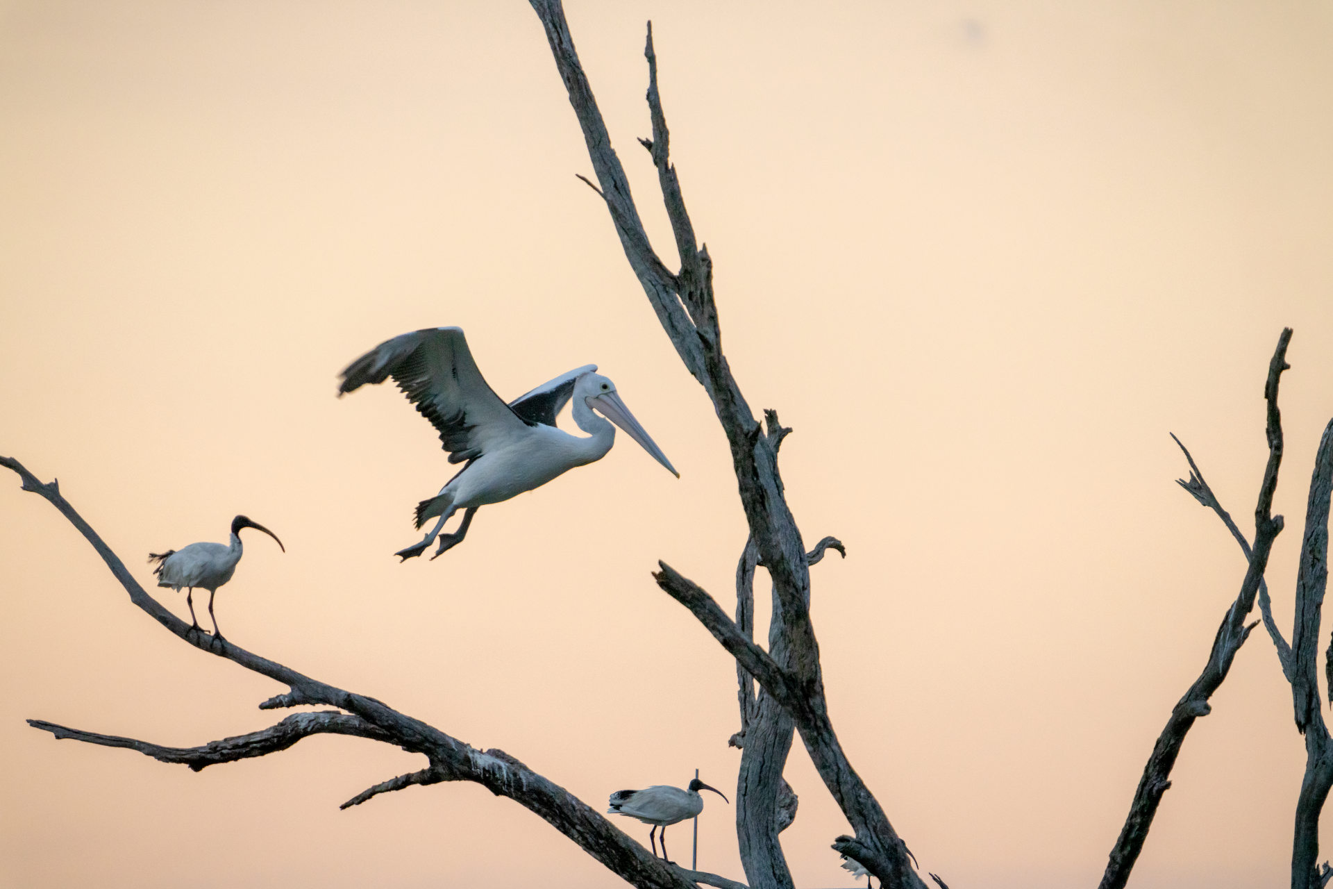 The topmost branches of a bare leafless tree silhouetted against a pink, opalescent sky, with 3 ibis visible sitting on separate branches and a pelican in the foreground having just taken flight