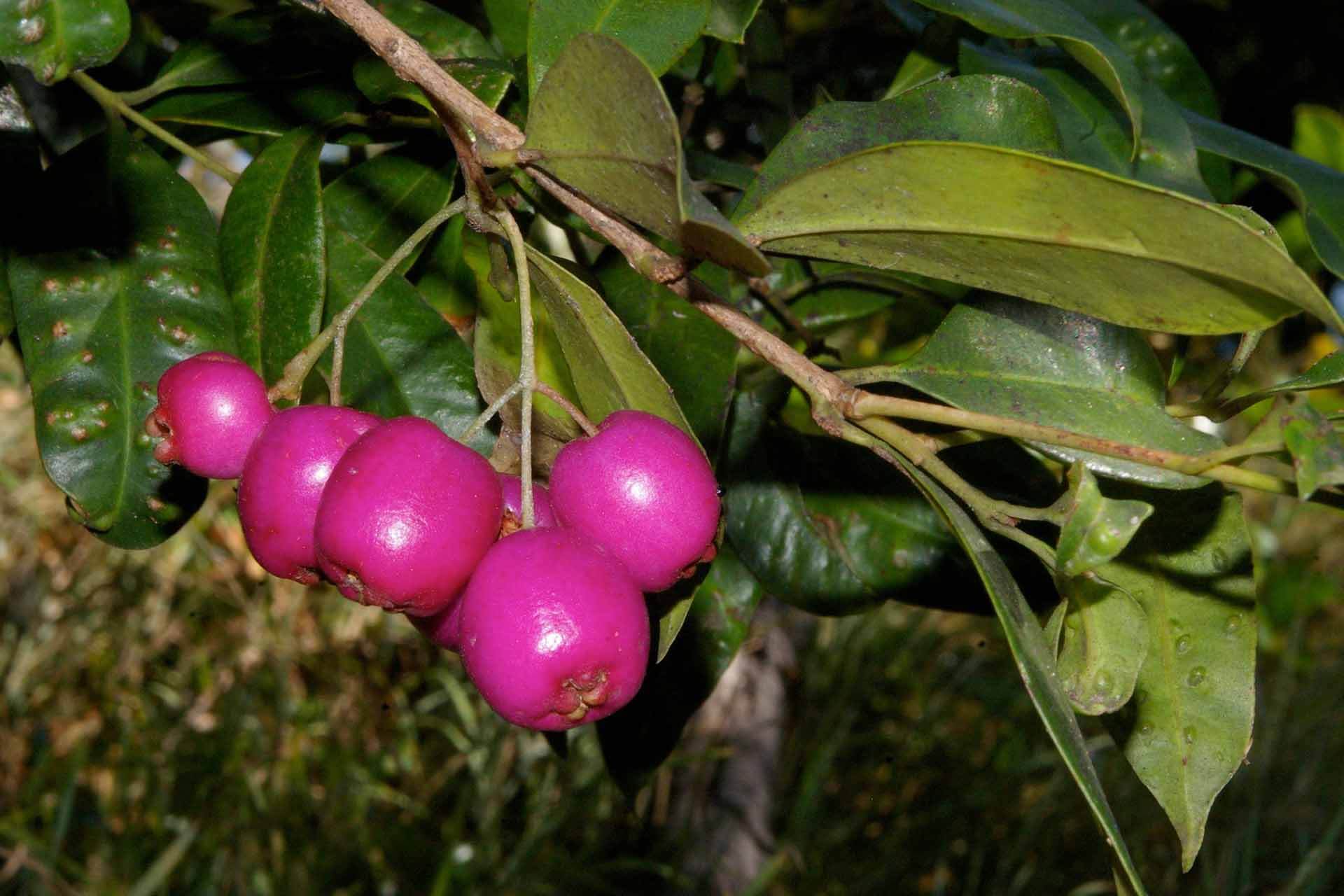 Purple berries hanging from a branch