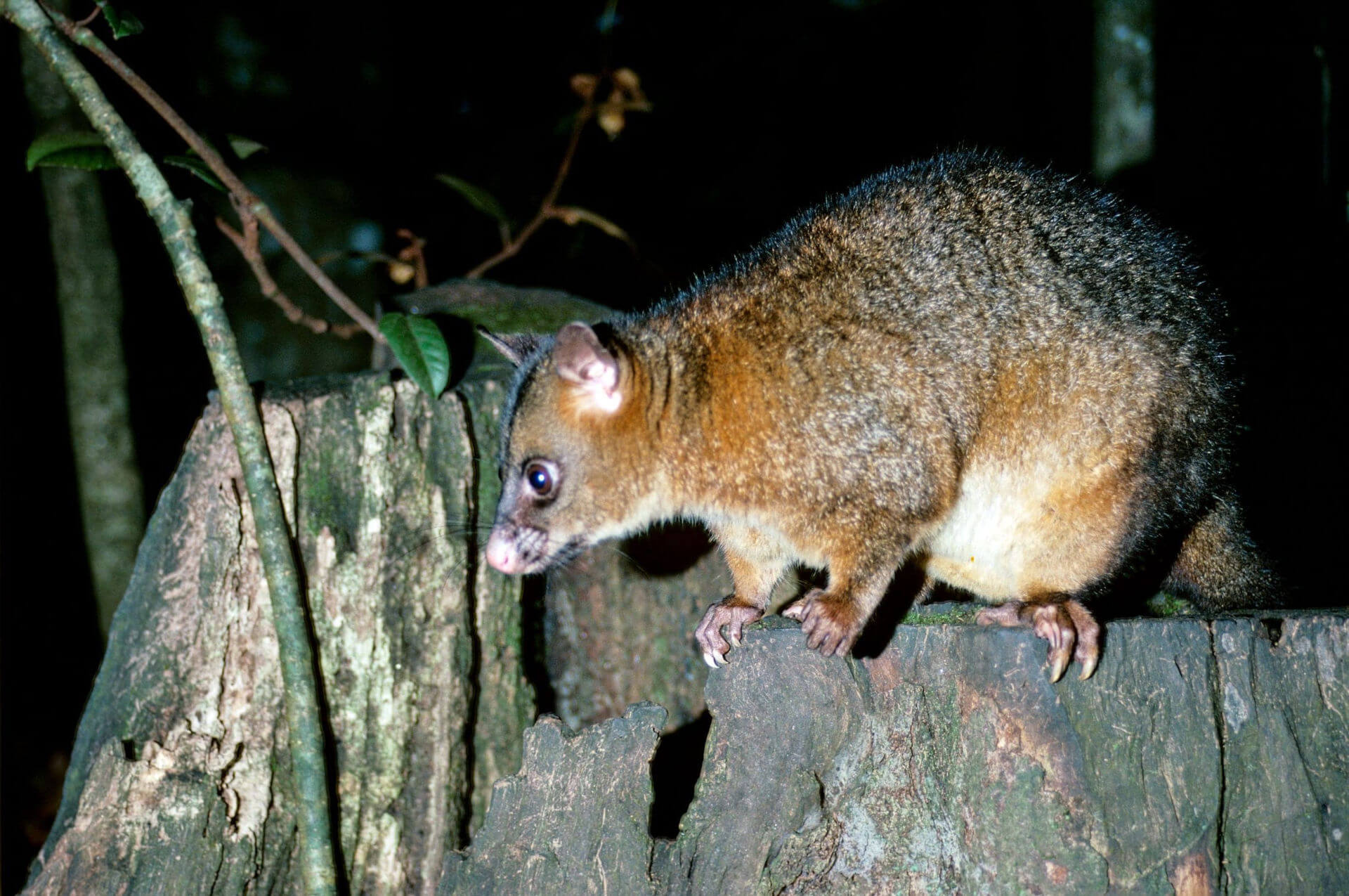 A brushtail possum (Trichosurus vulpecula) surveys its territory from a tree stump at night.