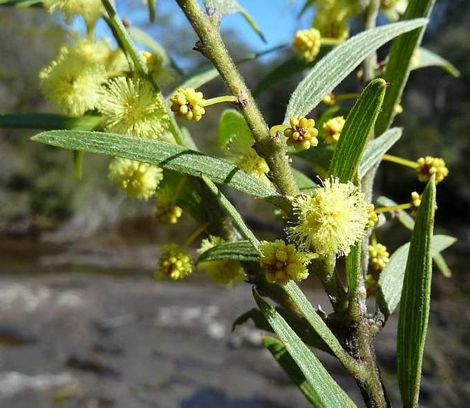 A plant with slender green leaves and small, round yellow flowers