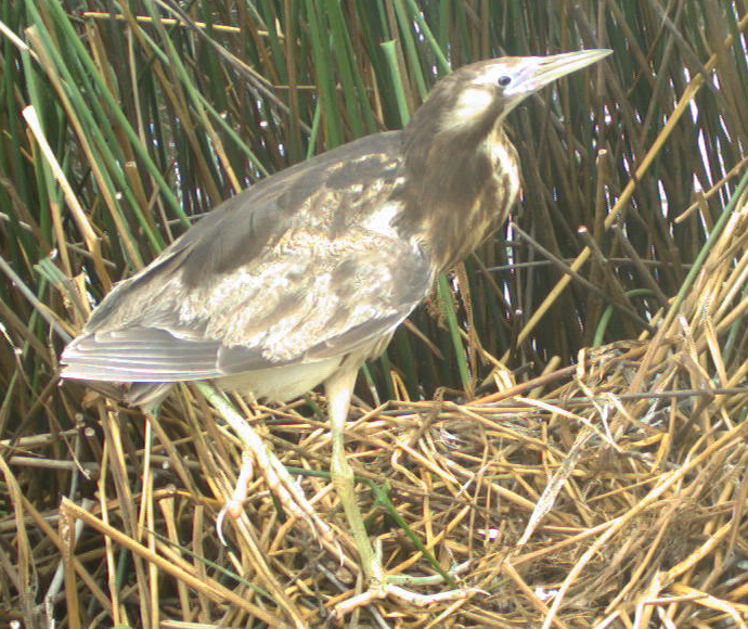 Australasian bittern (Botaurus poiciloptilus), also known as bunyip bird on its nest in Barmah-Millewa Wetlands