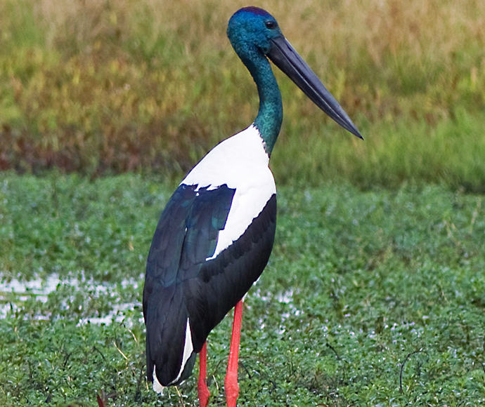 Black-necked stork (Ephippiorhynchus asiaticus)