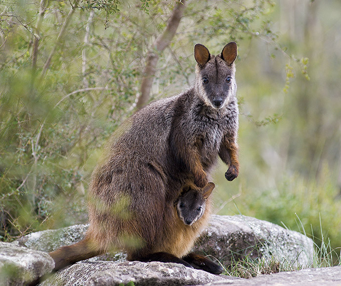 Brush-tailed rock wallaby (Petrogale penicillata) is endangered in NSW