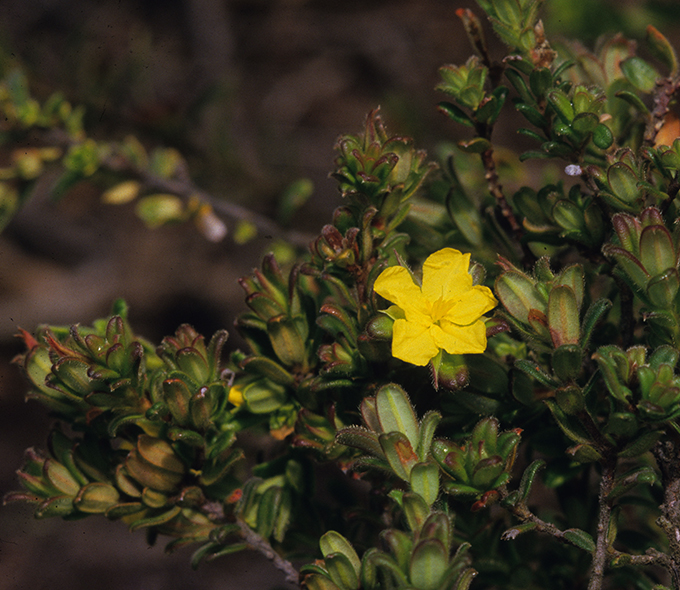 Little yellow flower