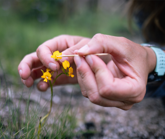 Close up of a persons hands holding a small yellow flower, hand pollinating with a toothpick.