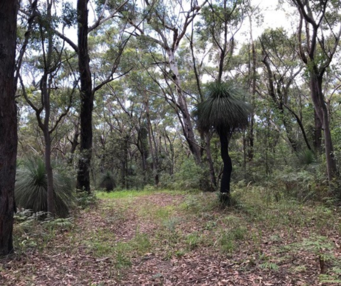 A forest of native trees including gums and grass trees. The grass trees are health with green leaves.