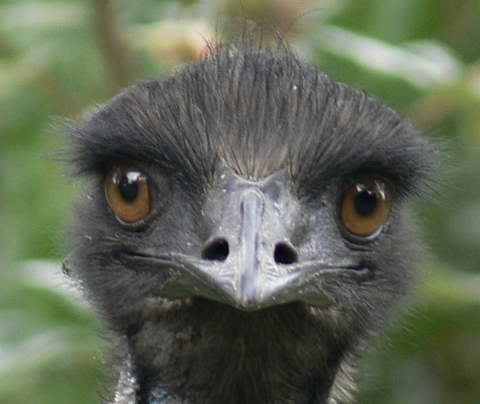 An emu with a black head and brown eyes staring into the lens of the camera